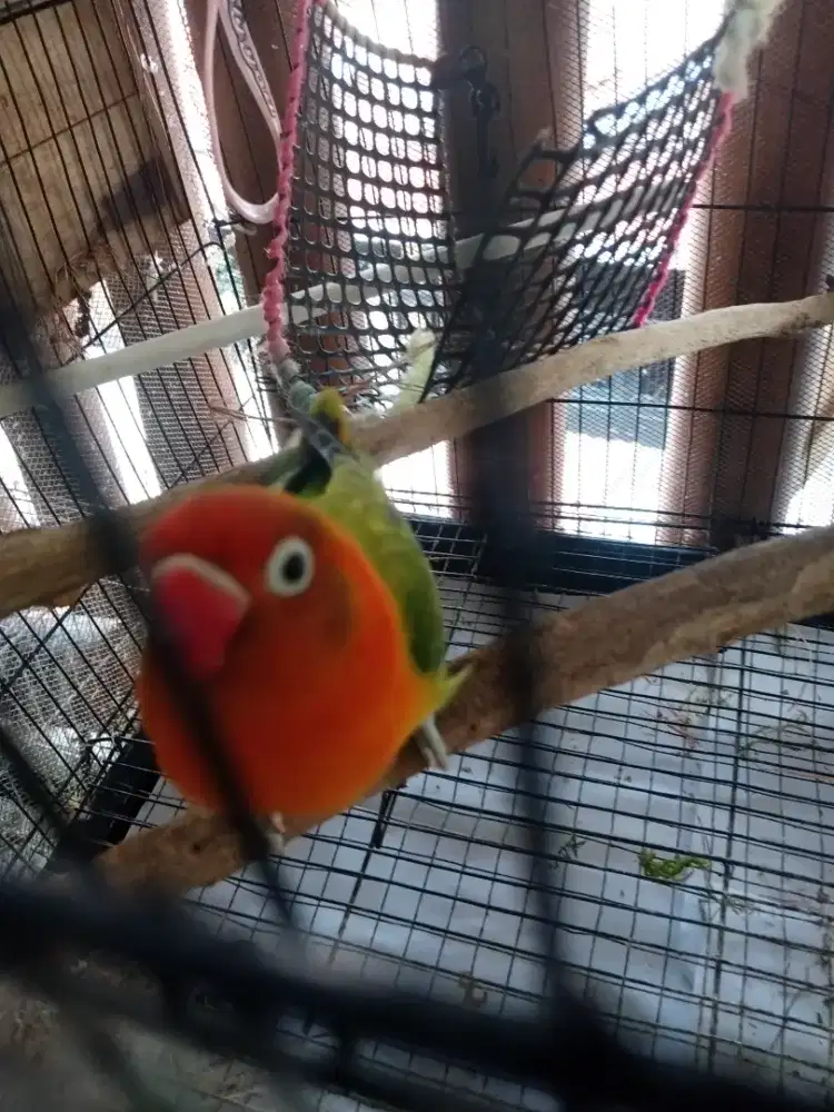 Burung Lovebird betina