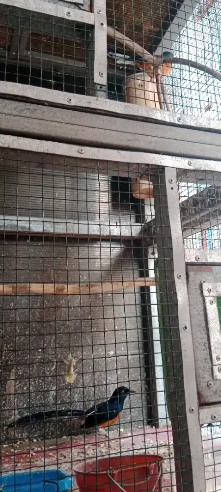 Murai batu sepasang purtot ring jonathan