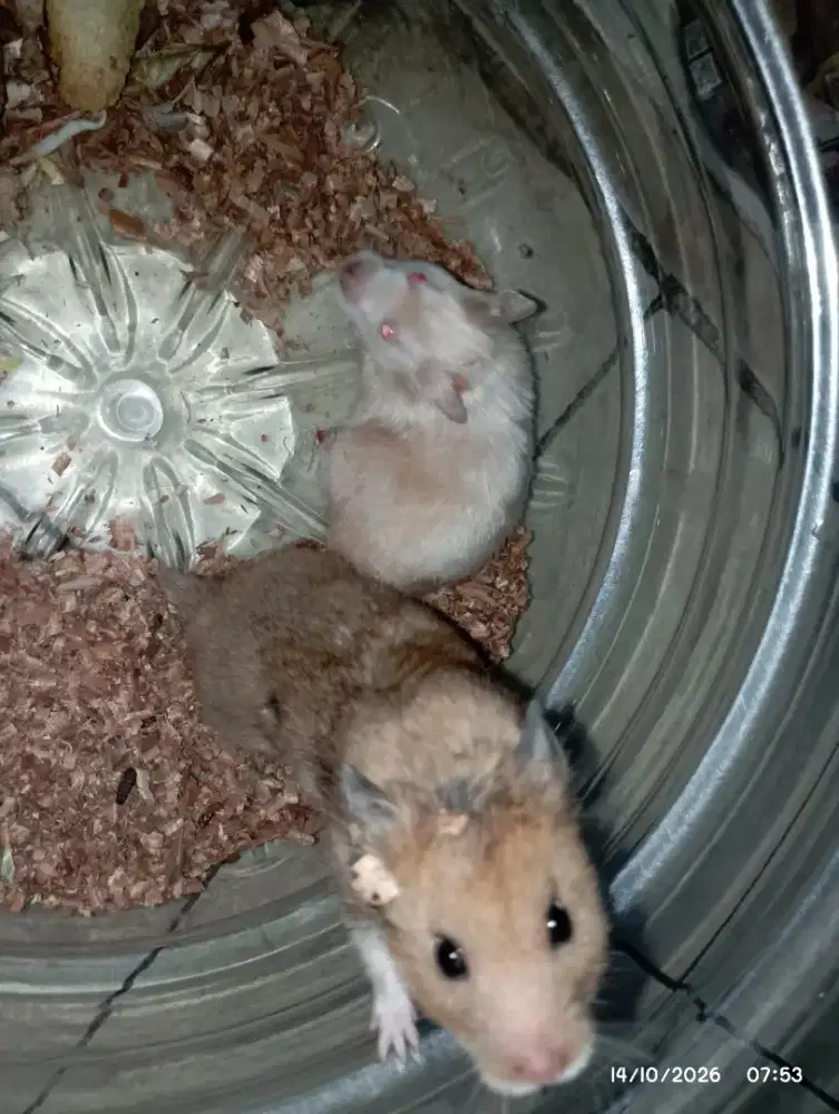 Hamster Syirian