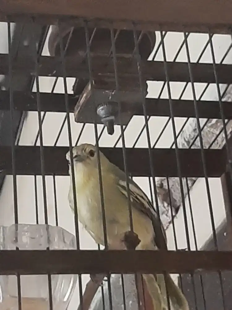Sirtu jantan + kandang