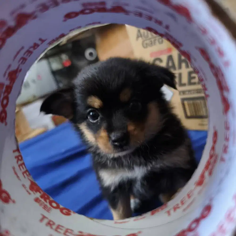 Jual anjing chihuahua mix umur 1 bulan 2 minggu cow cew lucu lucu :))