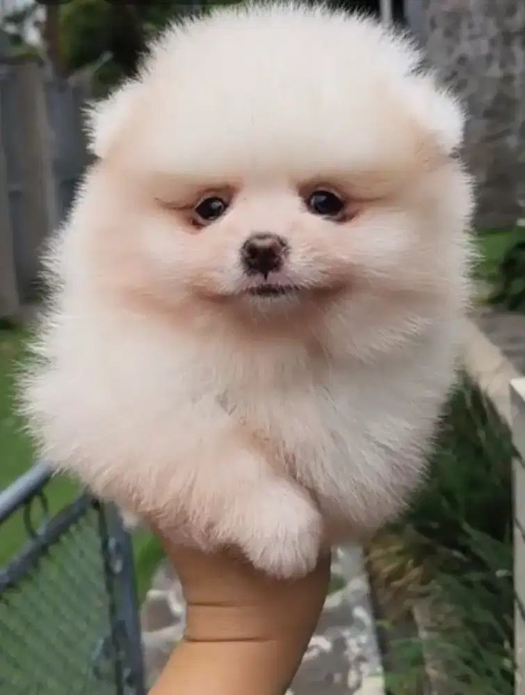 Anakan minipom jantan