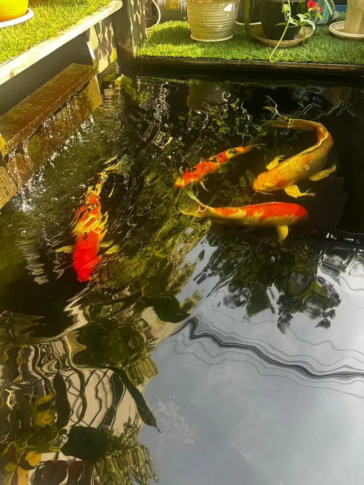 Jual ikan koi lokal