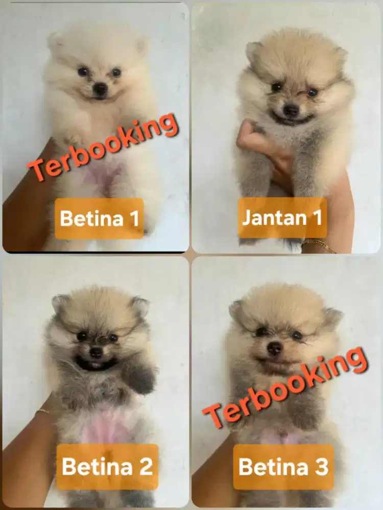 Anjing minipom lucu