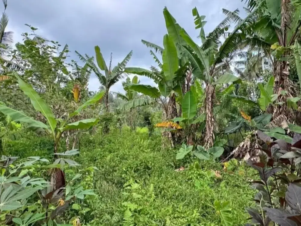 Dijual Tanah Kebun View Bukit Cocok untuk Villa Private/Glamping