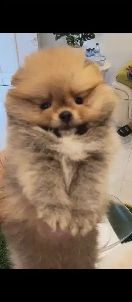 Anakan minipom ready jantan