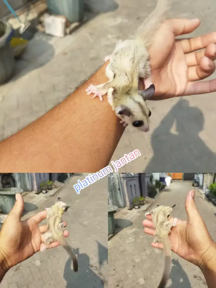 sugar glider platinum jntan