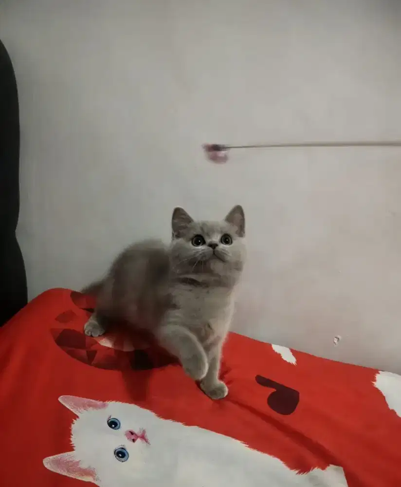 Kucing BSh jantan