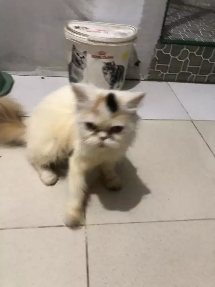 Induk kucing peacnose