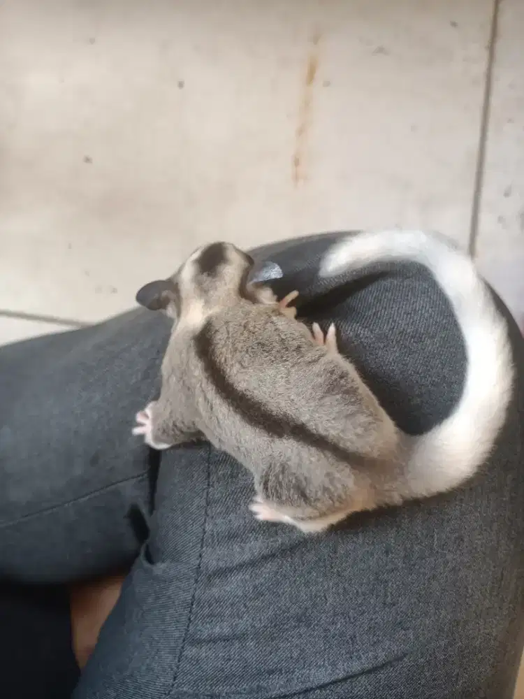 Sugar Glider Joey Mozaic