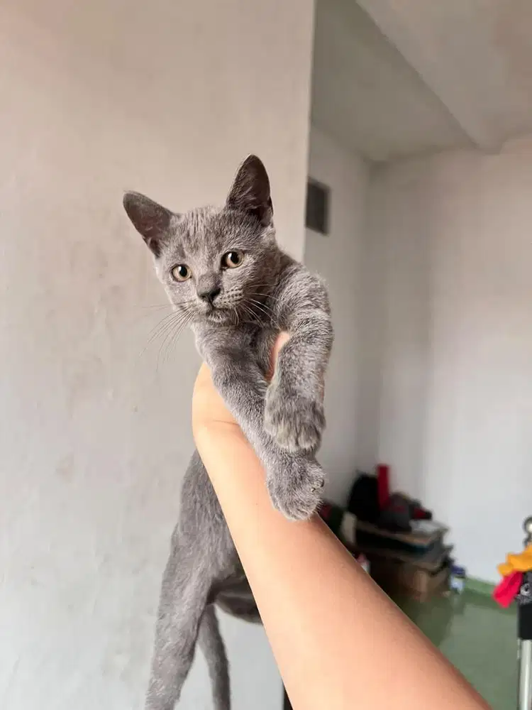 British shorthair