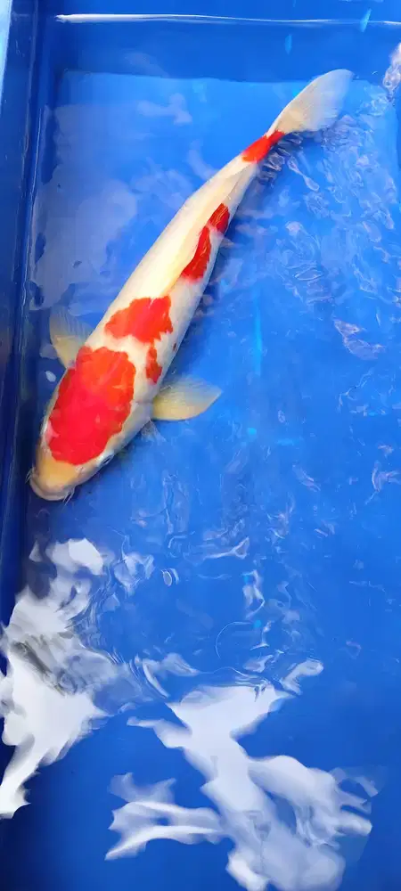 Ikan Koi kohaku