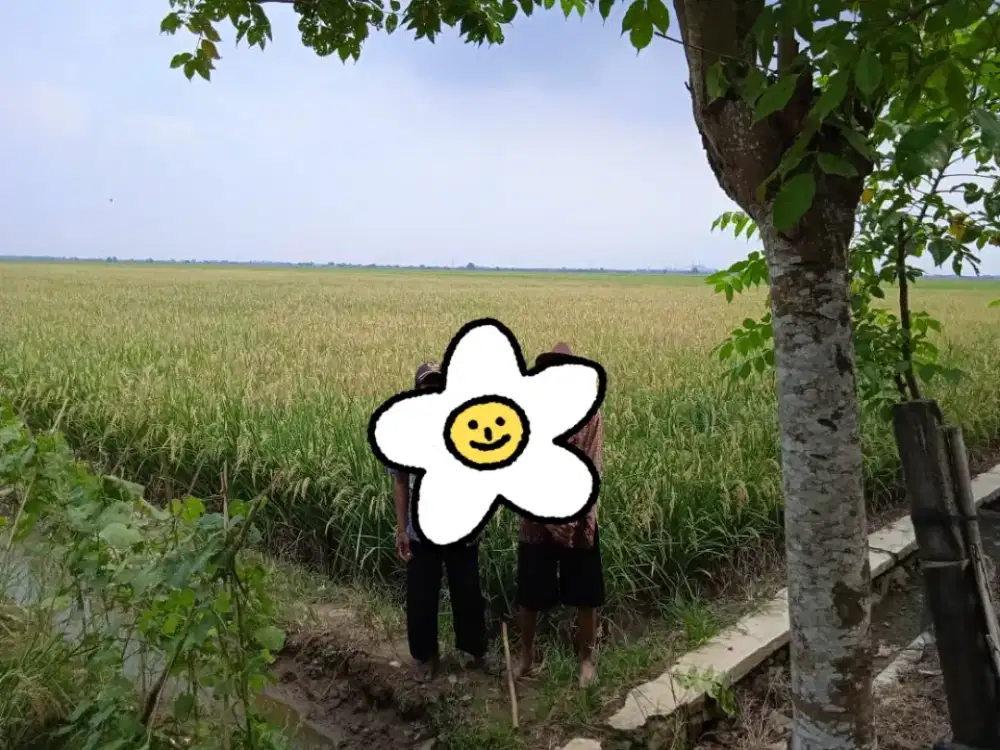 DIJUAL TANAH SAWAH