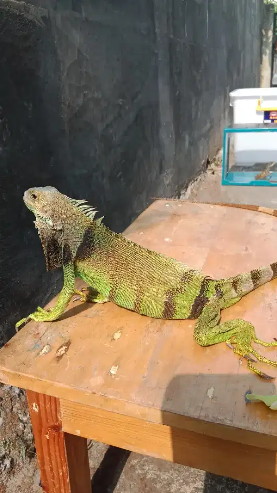 iguana green colom
