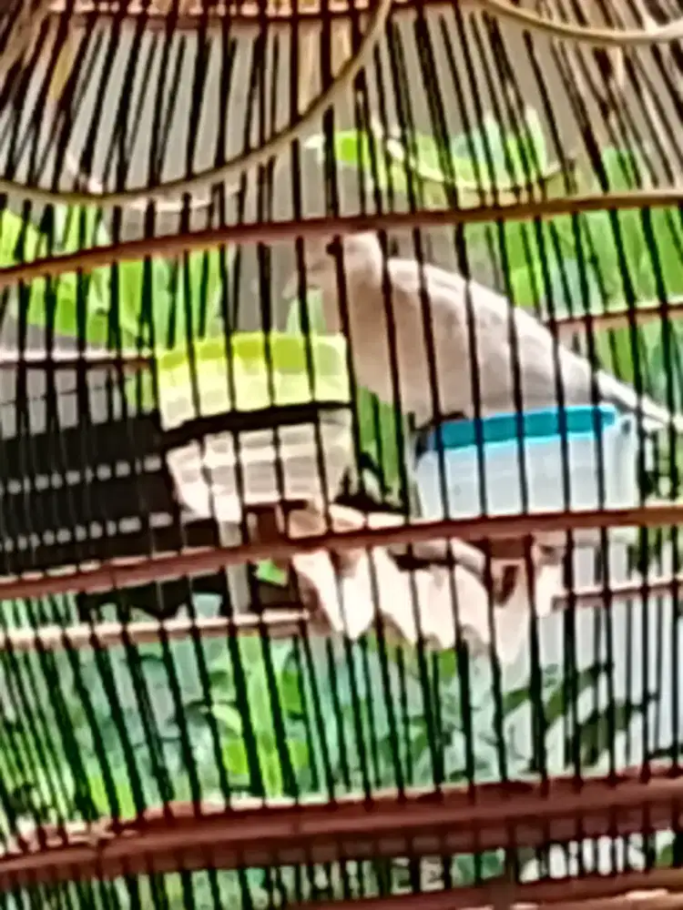 burung perkutut putih