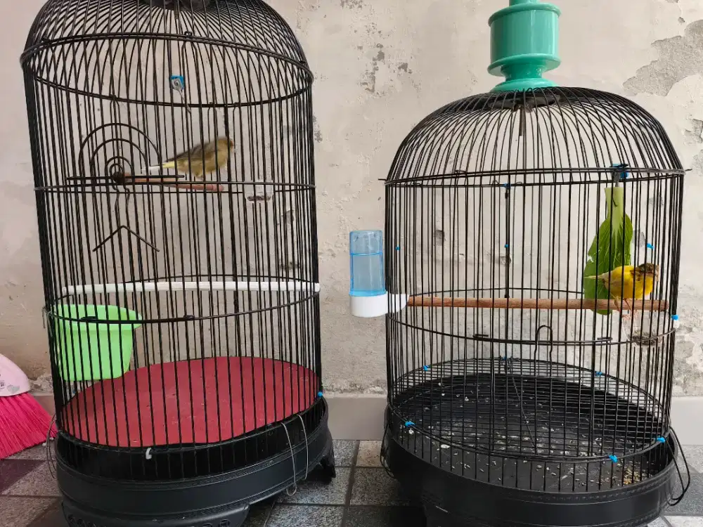 Kenari Pasangan