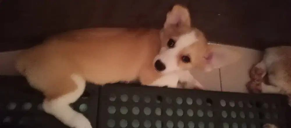 Jual Anakan Corgi untuk 3 bln, kosongan