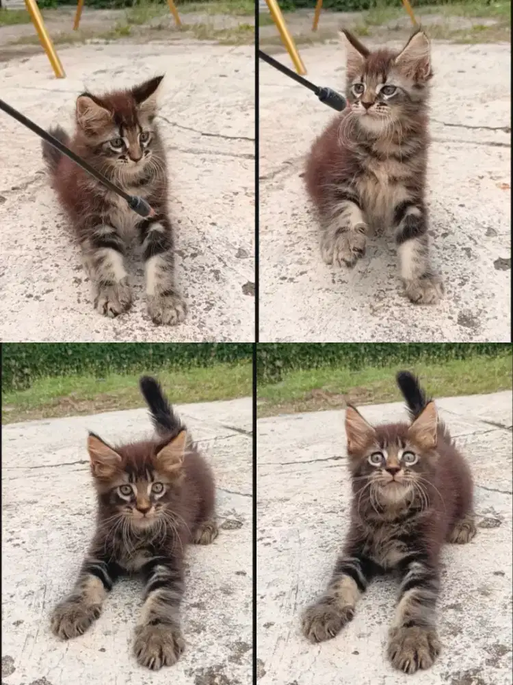 Kucing Kitten mainecoon