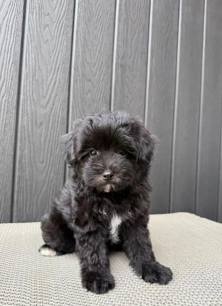 Maltipoo lucu Hoki