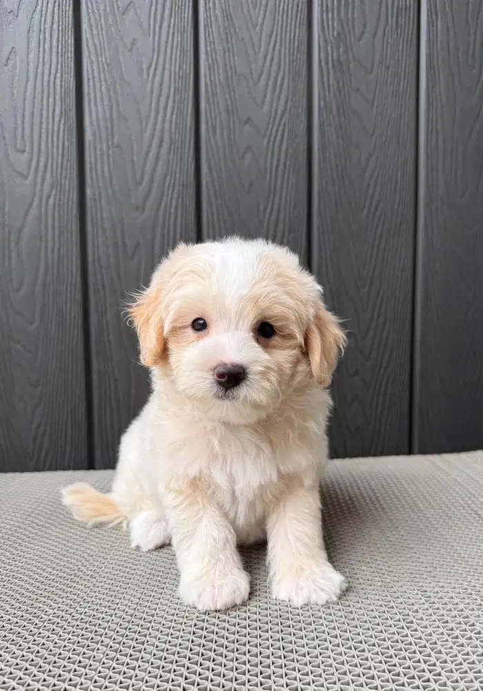 Maltipoo Cakep lucu