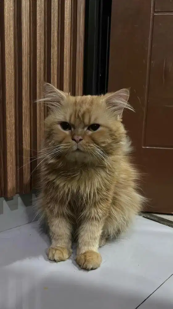 JANTAN PERSIA MEDIUM BIGBONE 1tahun
