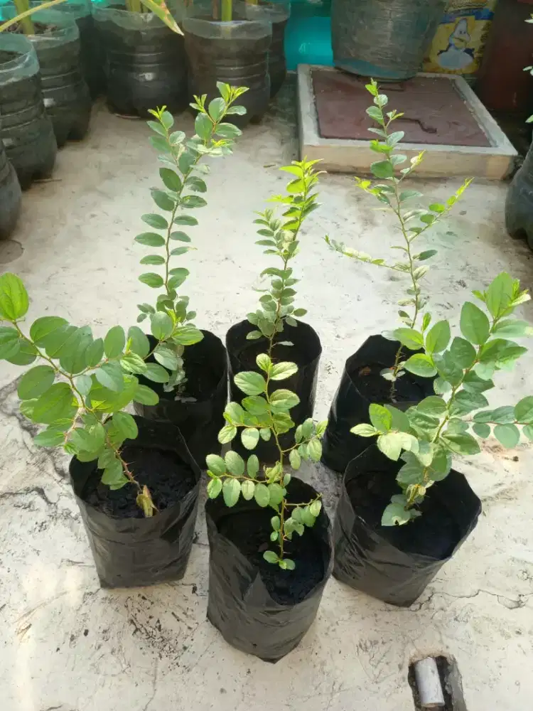 BIBIT POHON BIDARA ARAB SIDR