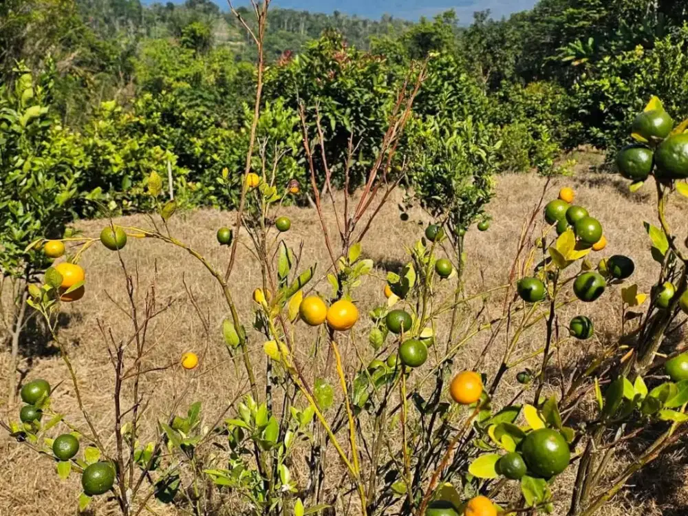Dijual Lahan Buah Produktif Cocok untuk Agrowisata/Farm Stay