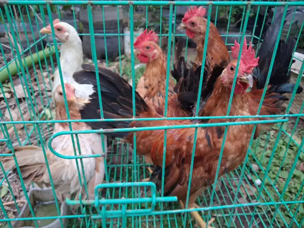Ayam kate jantan