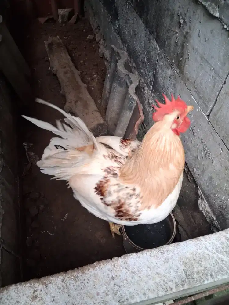 Ayam jantan broiler