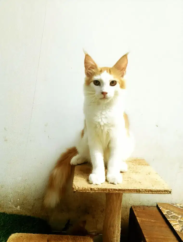 Kitten MaineCoon Jantan Pure No mix. Induk Cfa Show Quality
