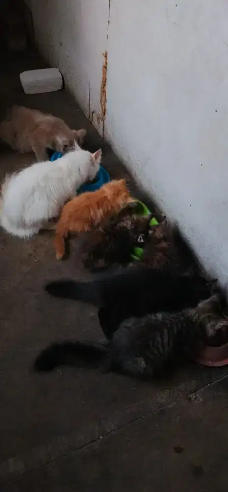 Kittten lucu gembul aktif makan rakus