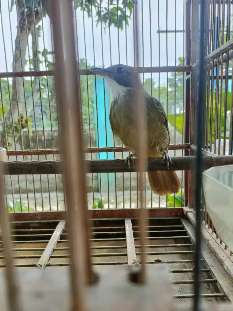Cucak jenggot Sumatra