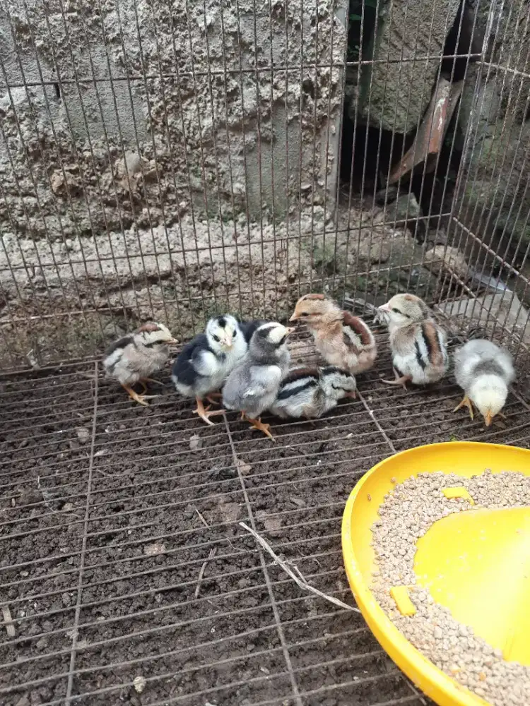 DOC ayam kampung 9 ekor