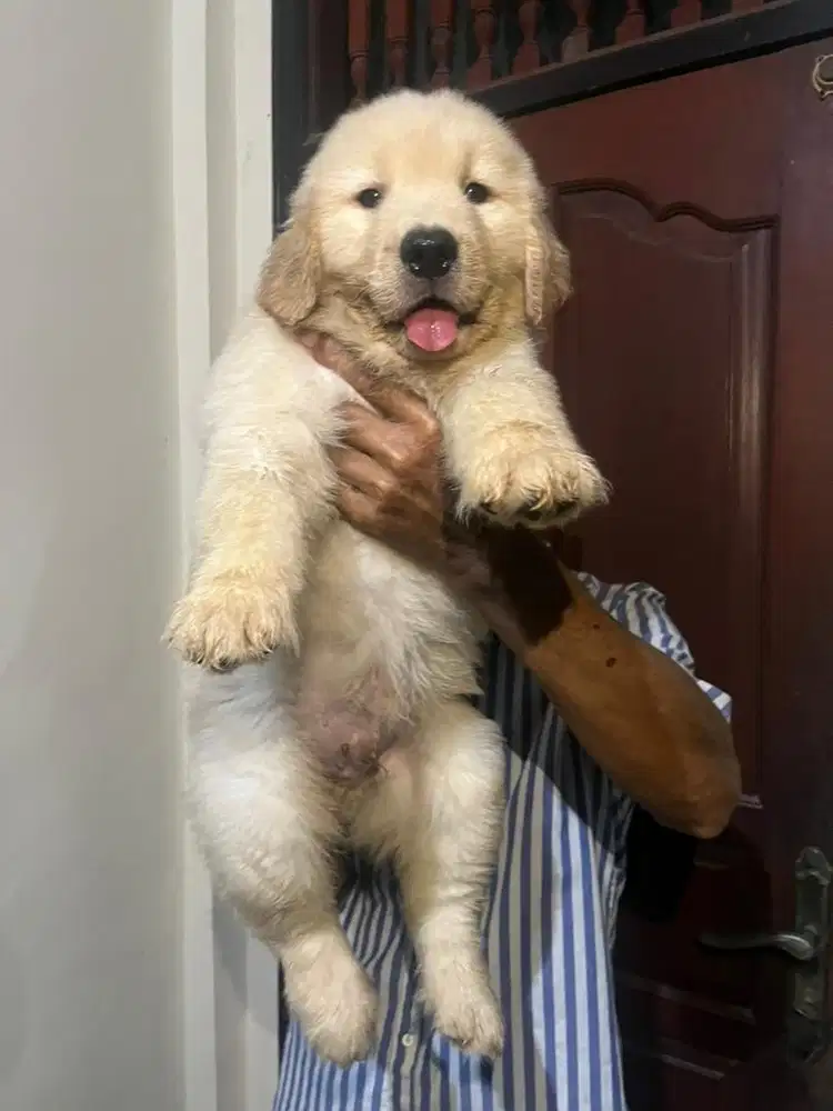 Golden Retriever Stambum