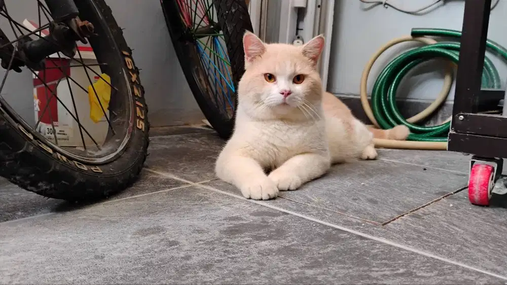 british shorthair cream bicolor BSH jantan