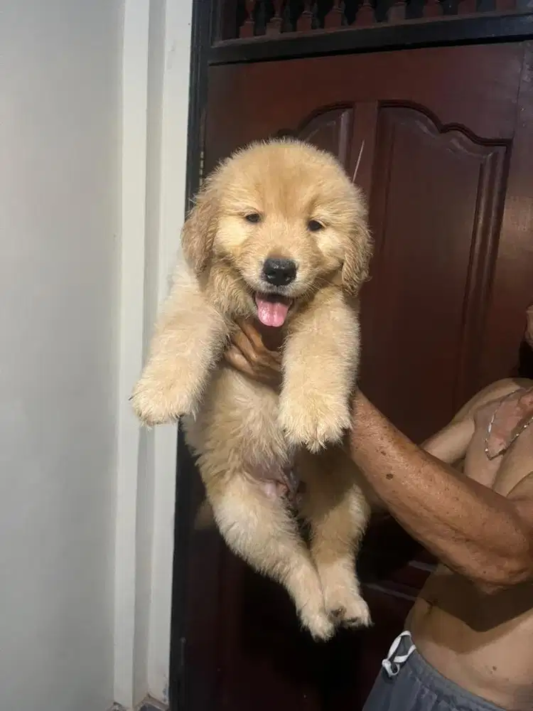 Golden Retriever Stambum
