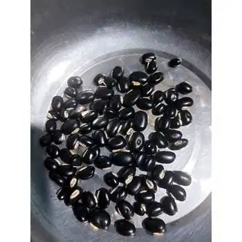 Jual Benih MP Mucuna Pruriens LCC untuk Perkebunan Sawit dan Reklamasi