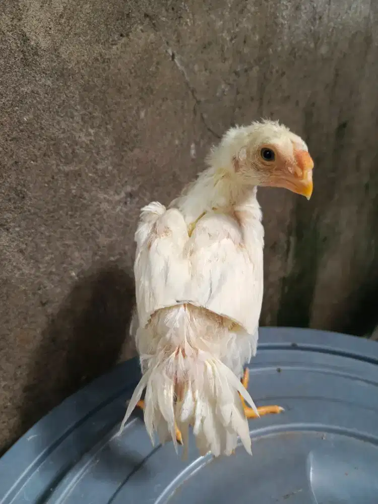 Aseel Parrot ori