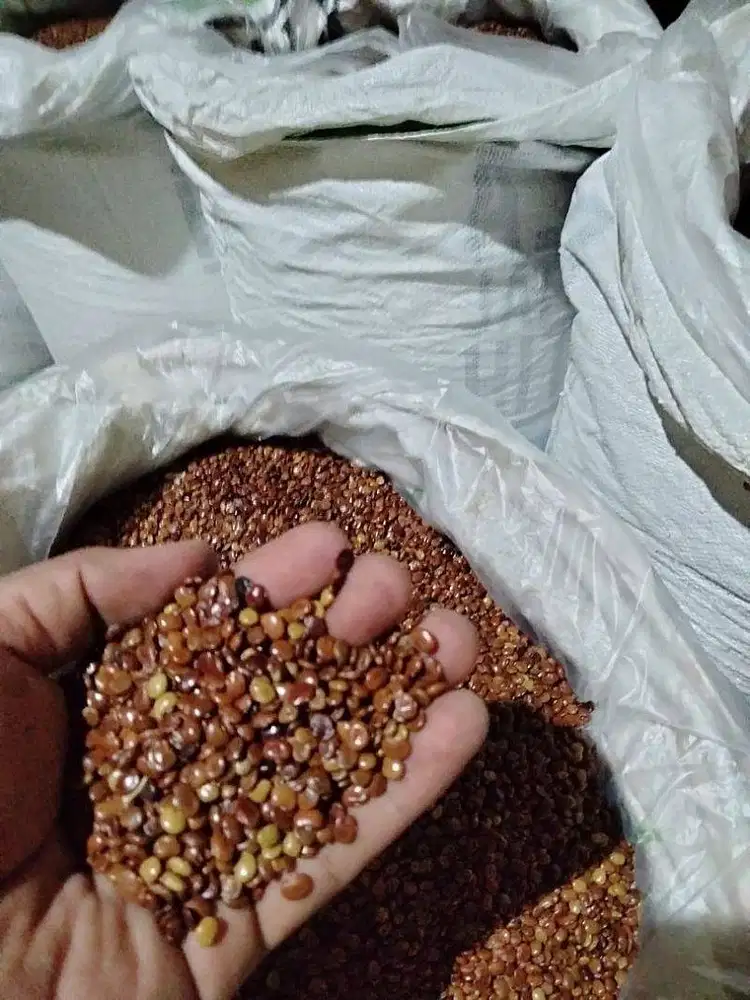 Benih CC Calopogonium caeruleum LCC untuk Perkebunan dan Revegetasi