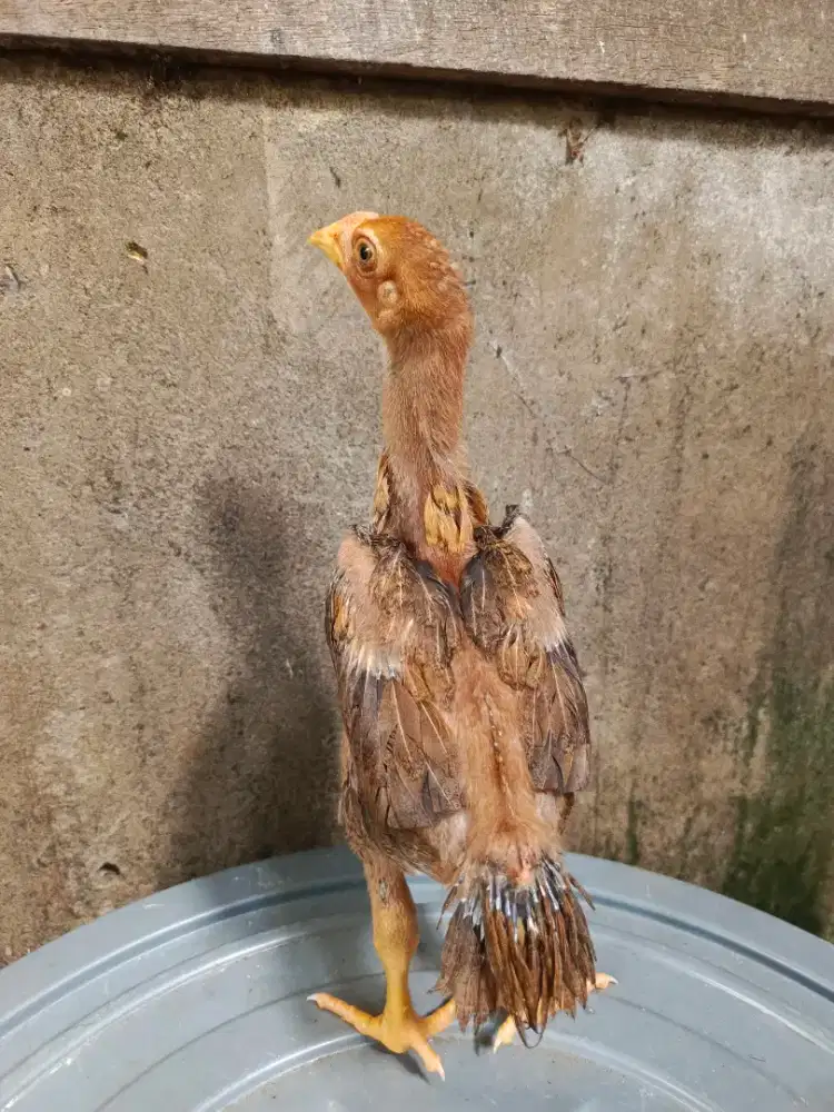 Ekor lidi ori mekar