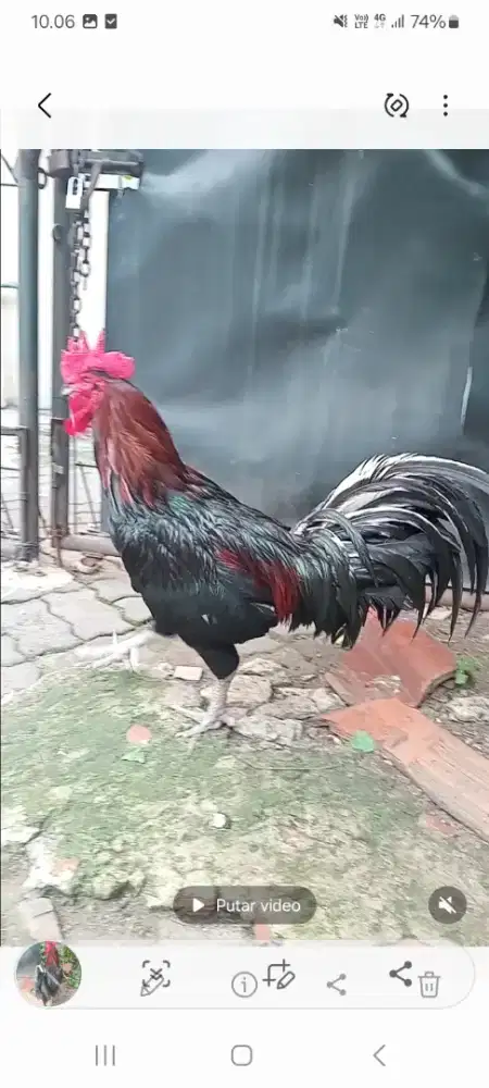 Ayam pelung jantan