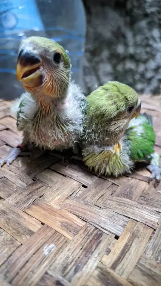 Lolohan lovebird non klep orange face