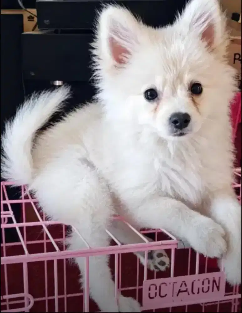 anjing mini pom