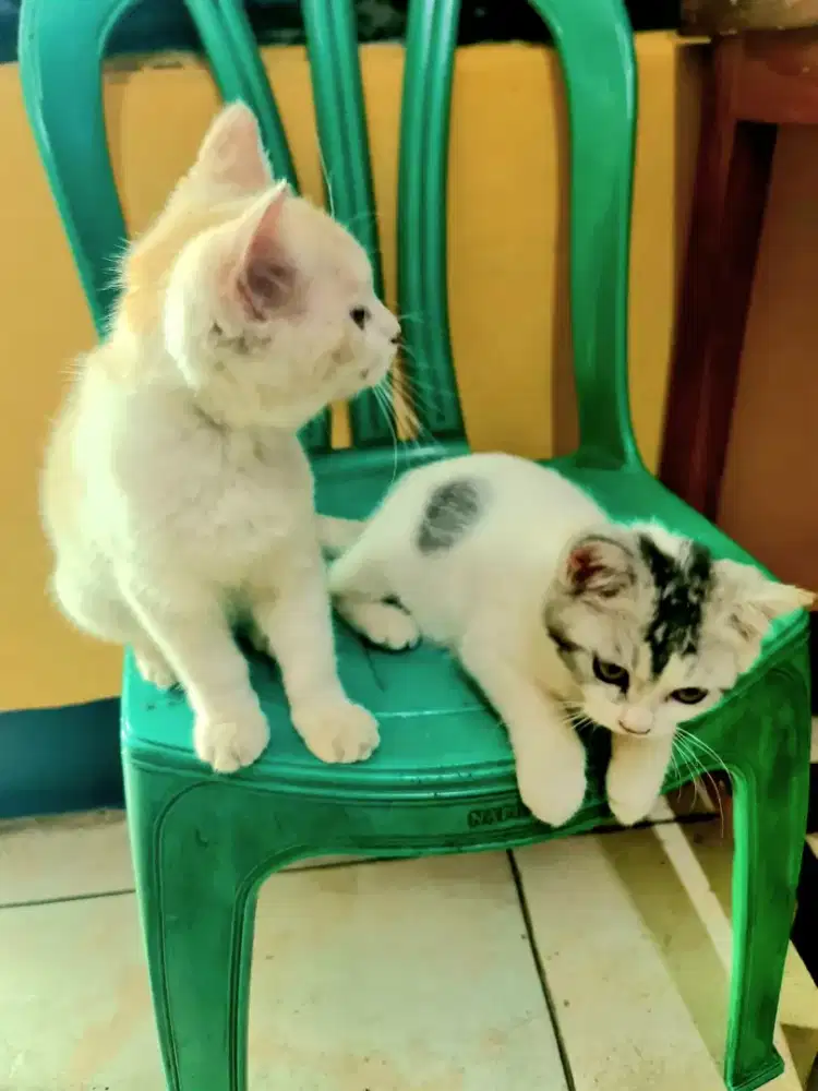 Adopsi kucing Ras