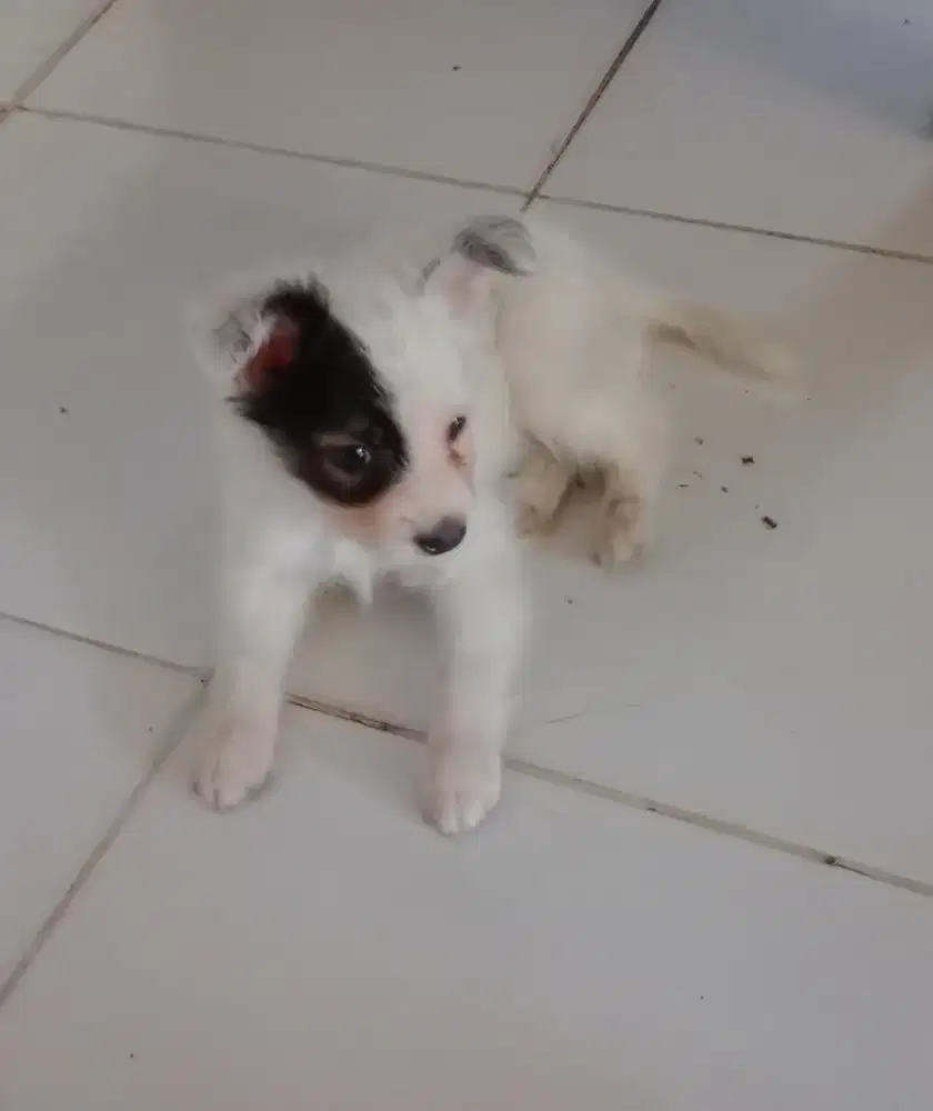Anak Anjing Cakep imut