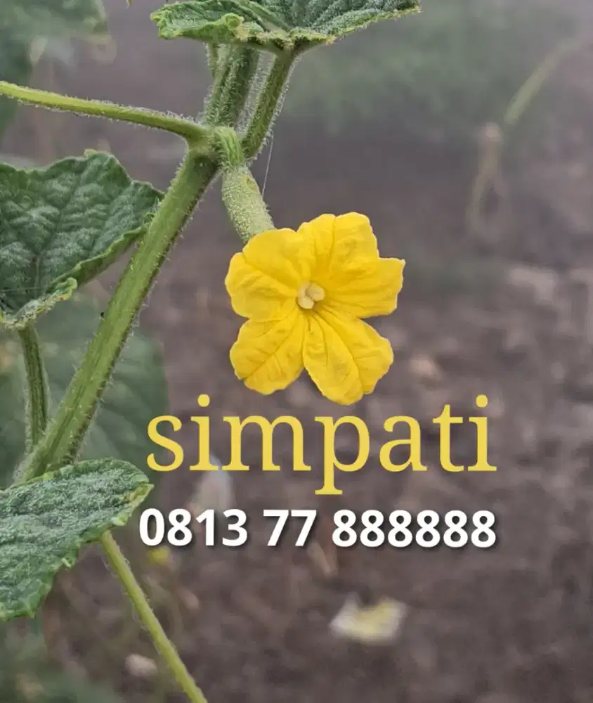 KARTU SIMPATI NOMOR CANTIK