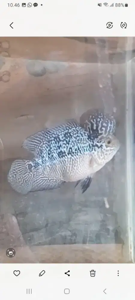 Ikan louhan srm cilnong