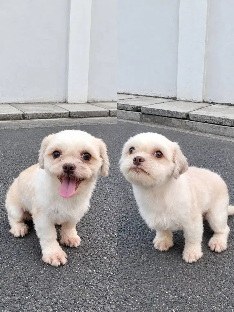 Dijual Anjing Shitzu