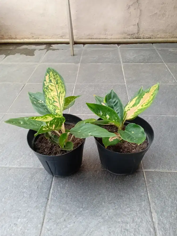 Aglonema kocin tembaga