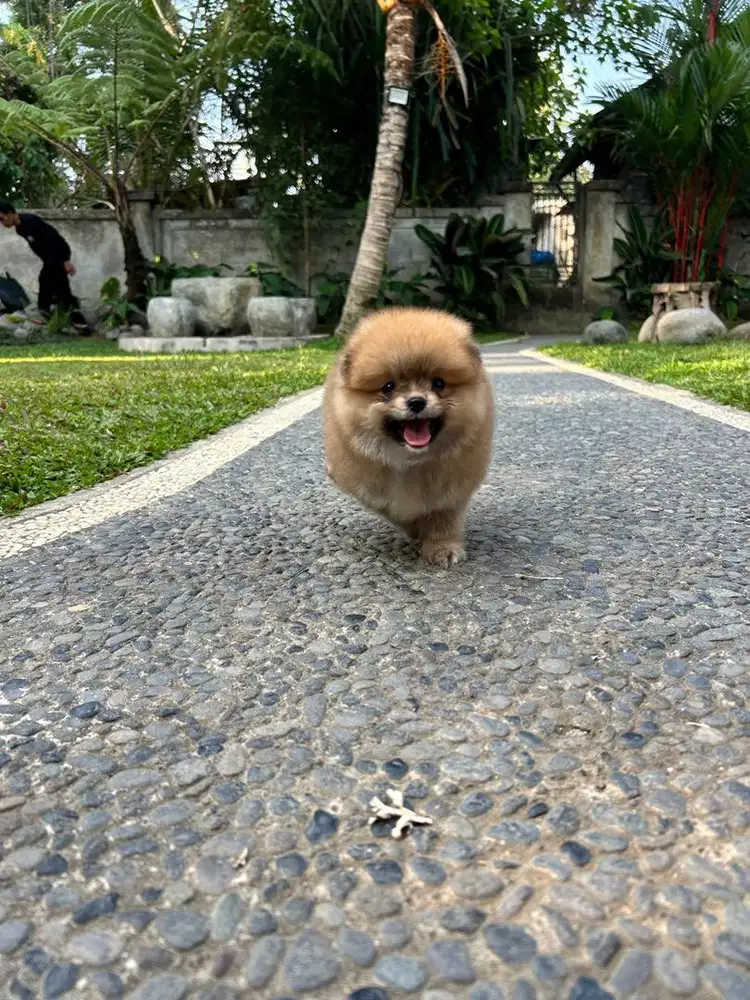 Minipom jantan cakep